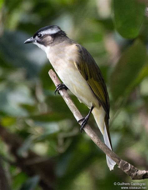 light vented bulbul pycnonotus sinensis gcan