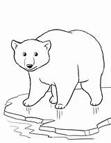 Coloring Polar Bear Animals Pages Winter Printable Arctic Kids Animal Color Baby Drawing Cartoon Cub Print Colouring Sheets Bears Tiere sketch template