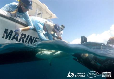 antilliaansdagblad onderzoek dcna naar haaienpopulatie knipselkrant curacao