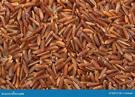 raw red rice royalty  stock  image