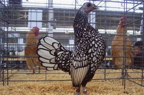 Silver Sebright Bantam Chicks For Sale Cackle Hatchery