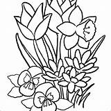 Spring Printable Educational Drawing Fogli Colorare Colouring Clipartmag Crocus Outline Bunch sketch template