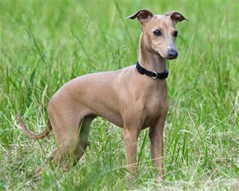 italian greyhound  beagle breed comparison mydogbreeds