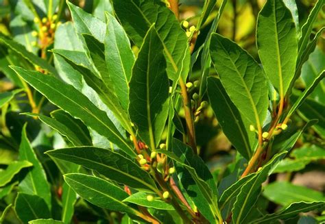 laurel evergreen aromatic mediterranean britannica