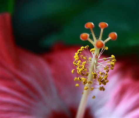 Flower Hibiscus Reproductive Parts Photograph By Greg Thiemeyer