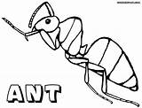 Ant Coloring Pages Ants sketch template