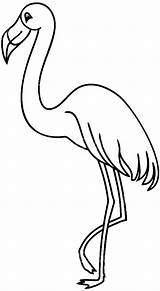 Flamingo Ausmalen Flamingos Vectors sketch template