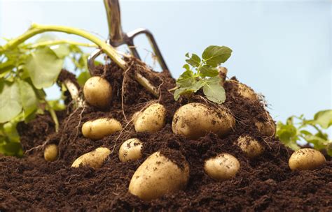 grow potatoes  home  essential guide  improve
