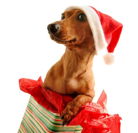 christmas animals cute funny  images pets cute  docile