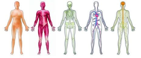 basic introduction   human body natural medicine college