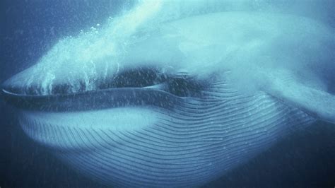 ocean giants whale fact sheet nature pbs