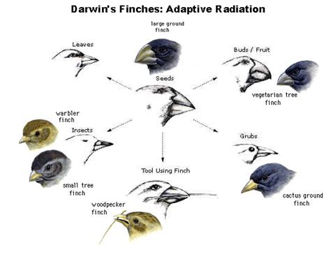 Honors Biology Per 6 11 12 Andrews Evolution
