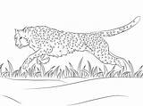 Gepard Ghepardo Kleurplaat Jachtluipaard Cheetah Colorir Desenhos Corre Chita Guepardo Supercoloring Dibujo Veloz Gratis Kolorowanka sketch template