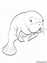 Manatee Coloring Pages Printable Getcolorings Sea Color sketch template