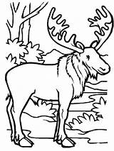 Moose Coloring Jungle Kids Color Play Clipartbest sketch template