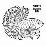 Kampffisch Poisson Siamese Siamois Coloriage Livre Combattente Pesce Siamesischer Malbuch Illustrationen sketch template