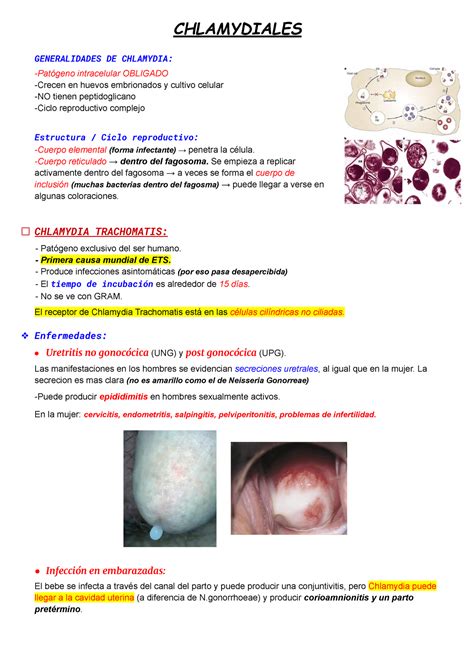 chlamydiales apuntes de la clases de microbiologia de la dra adriana