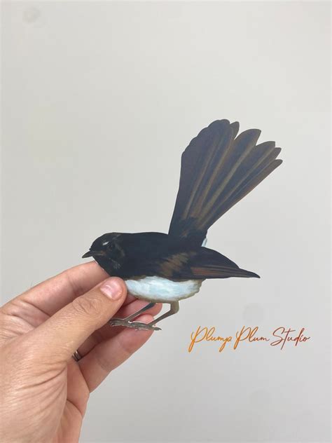 australian willy wagtail decal willy wag tail sticker peel etsy