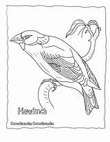 Coloring Birds Pages Bird Finch Yellow Africa Realistic Animals Wildlife Woodland Animal Resources Hawfinch Coccothraustes Popular Library Clipart Coloringtop sketch template