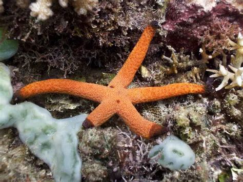 facts  starfish characteristics deepoceanfactscom