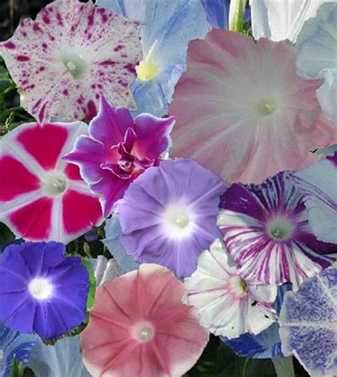 morning glory flowers   propagate amazing array  colour shades