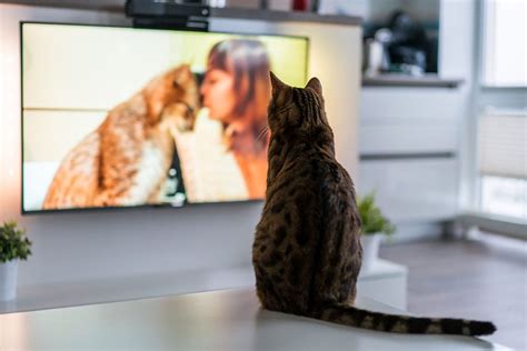 Can Cats See Tv The Answer Is Fascinating Excited Cats