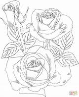 Rose Coloring Pages Peace Roses Dibujos Rosas Tea Hybrid Red Printable Embroidery Patterns Para Pattern Drawing Flowers Sheets Hand Color sketch template