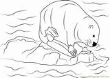 Coloring Canadensis Castor Coloringpages101 Beaver Pages sketch template