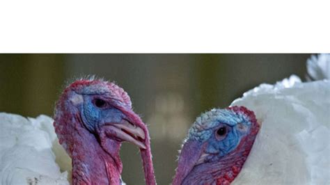 president barack obama pardons two turkeys on thanksgiving at white house