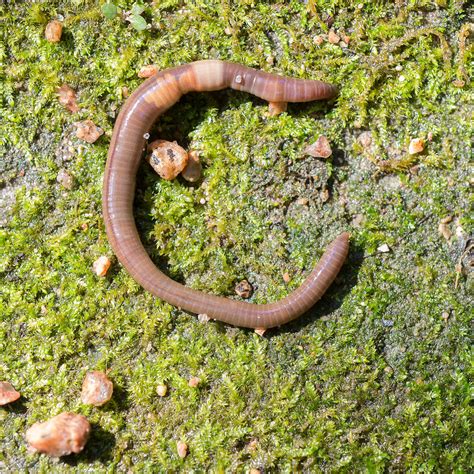 pest alert amynthas agrestis crazy worm  jumping worm  chicago botanic garden
