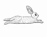 Hare Coloring Coloringcrew sketch template