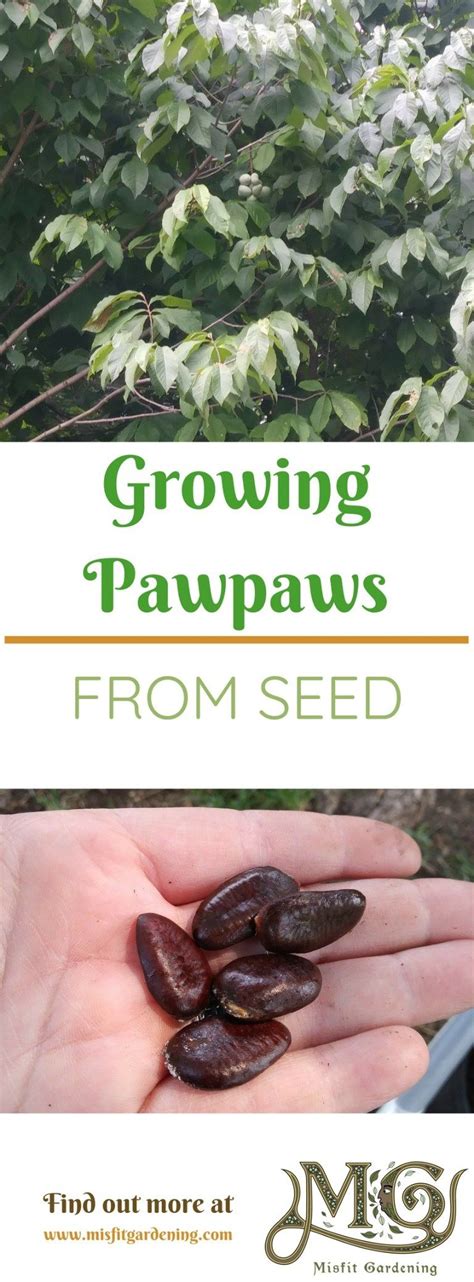 grow pawpaw trees  seed misfit gardening fruit tree