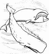Whale Sperm Animaux Ballena Whales Capodoglio Wale Colorare Marins Pintar Malvorlage Ballenas Cachalote Baleias Coloriage Coloriages Ausmalbild Compartilhar sketch template