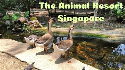 top  animal resort singapore merkantilaklubbenorg