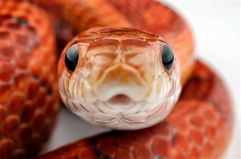 images  snakes  pinterest pit viper animals  python