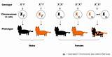 Cat Color Science Phenotype Inactivation Coat Project Genetics Tortoiseshell Chromosome Different Genetic Cats Calico Orange Genotypes Inheritance Phenotypes Marks Punnett sketch template