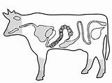 Beef Clipart Cow Drawing Cattle Meat Coloring Silhouette Getdrawings Sketch Webstockreview sketch template