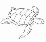 Coloring Terrapin Turtle Sea Pages Parentune Worksheets sketch template