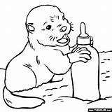 Baby Otter Coloring Pages Animals Cute sketch template