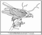 Audubon Shouldered sketch template