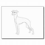 Greyhound Breed sketch template