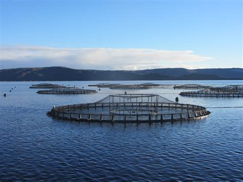 aquaculture counting   fish