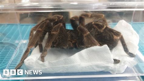 Horrified Man Finds Massive Tarantula Dumped Near Home Bbc News