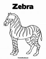 Coloring Zebra Pages Without Stripes Drawing Colouring Hawkeyes Iowa Color Stripe Template Sketch Familia La Spotnews Worksheet Getdrawings Library Clipart sketch template