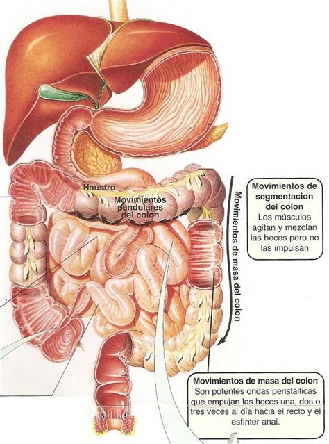 adenocarcinoma adenocarcinoma de colon