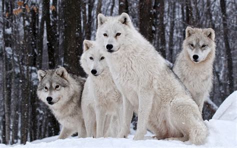 wolf wildlife animals snow wallpapers hd desktop  mobile backgrounds