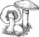 Mushroom Drawing Fungus Choose Board Coloring Line sketch template