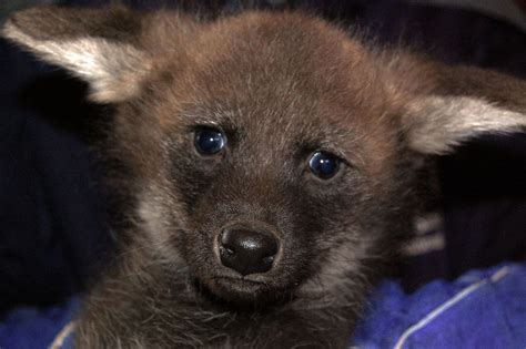 photos sex of rare wolf pups revealed live science