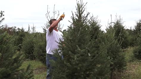 christmas trees  open   drone tree trimmers youtube