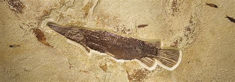 living fossils display  signs  evolutions long ages